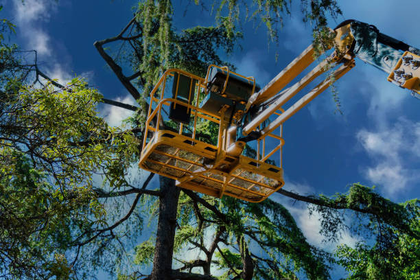 Professional Tree Service in Chaparral, NM